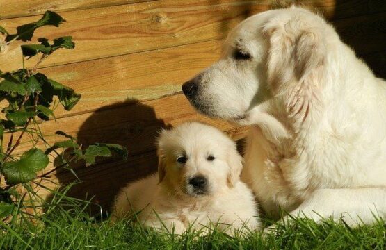 Pure Breed Golden Retriever Puppy and mon