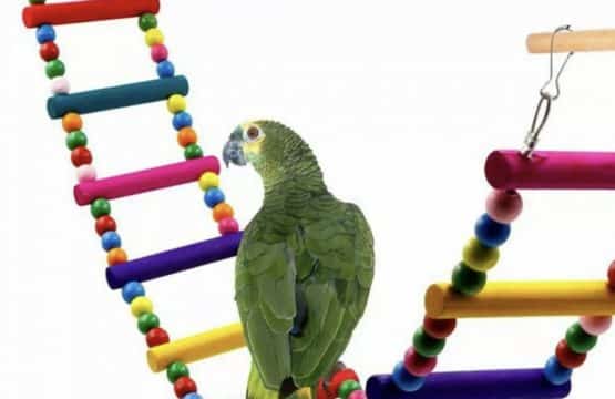 bird toy bridge